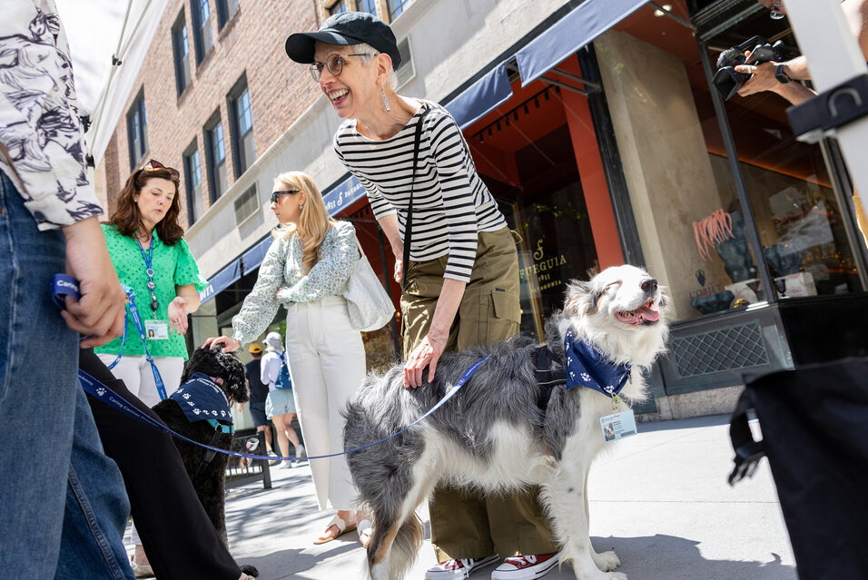 People smiling and petting dogs wearing blue NYC for MSK bandanas with MSK badge IDs clipped onto them.